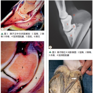 關(guān)于馬的日常急救小知識(shí)（二）馬蹄釘傷