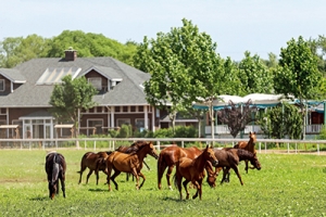 以馬為夢，為中國獨(dú)有的馬術(shù)道路增光添彩